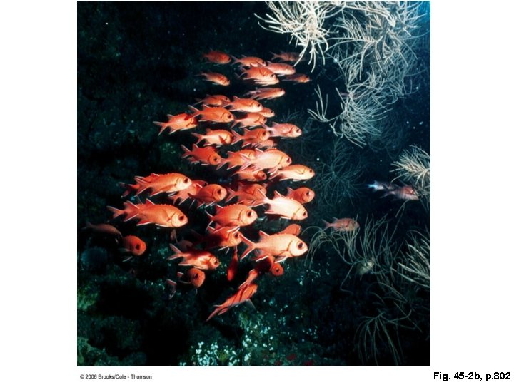 Fig. 45 -2 b, p. 802 