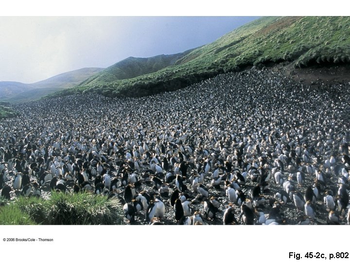 Fig. 45 -2 c, p. 802 