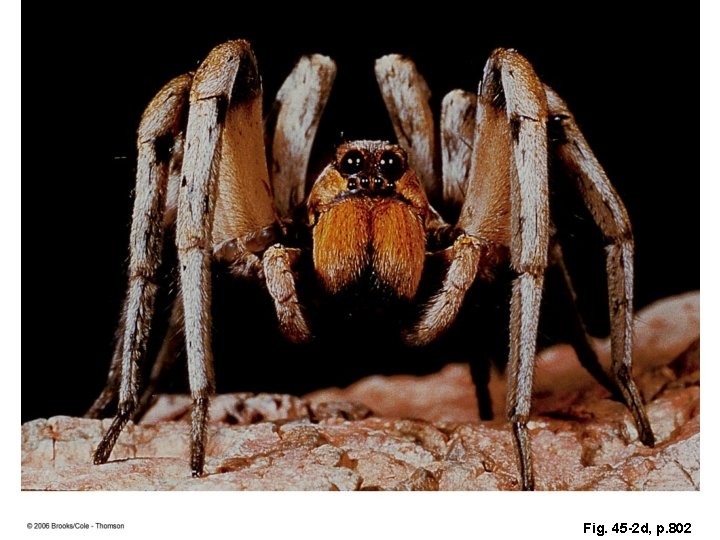 Fig. 45 -2 d, p. 802 