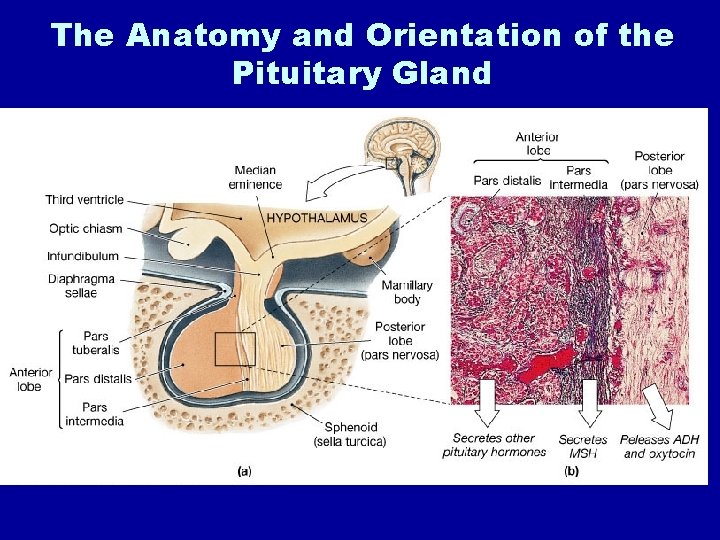 The Anatomy and Orientation of the Pituitary Gland 