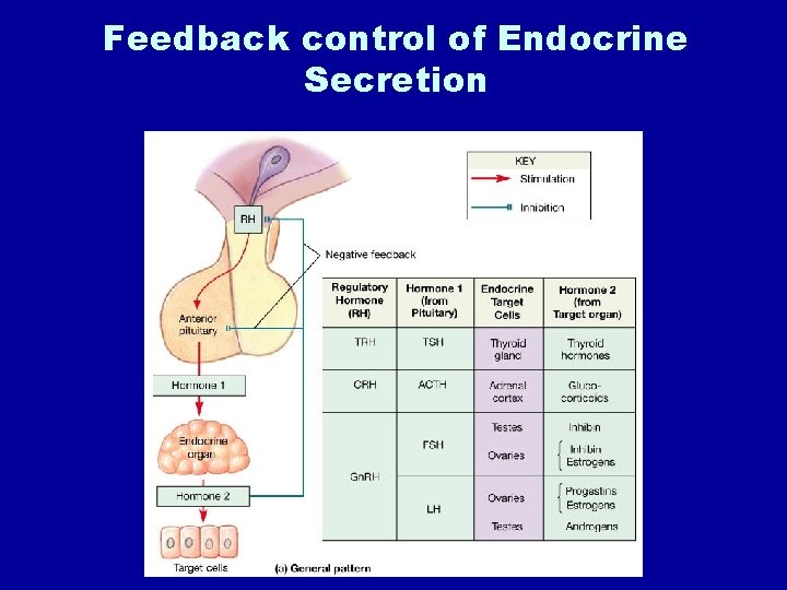 Feedback control of Endocrine Secretion 