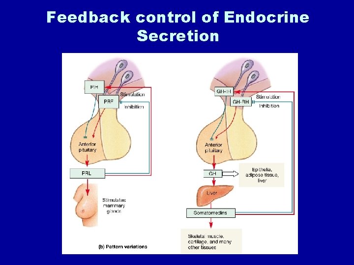 Feedback control of Endocrine Secretion 