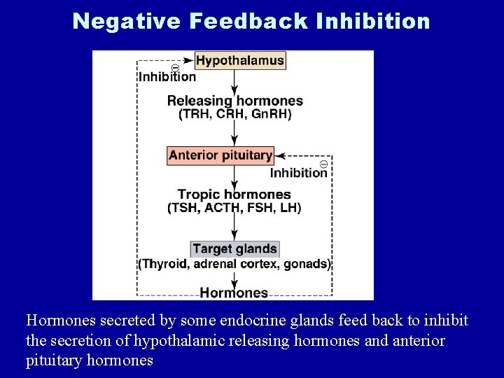 Negative Feedback Inhibition Hormones secreted by some endocrine glands feed back to inhibit the