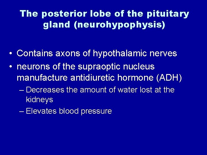 The posterior lobe of the pituitary gland (neurohypophysis) • Contains axons of hypothalamic nerves
