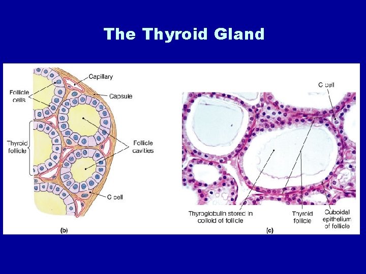 The Thyroid Gland 