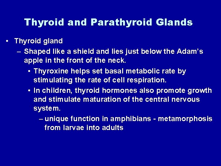 Thyroid and Parathyroid Glands • Thyroid gland – Shaped like a shield and lies