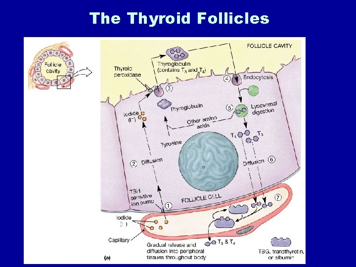 The Thyroid Follicles 