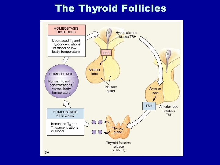The Thyroid Follicles 