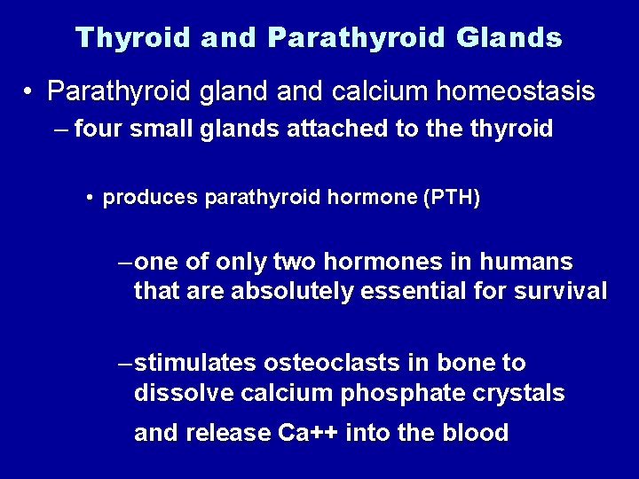 Thyroid and Parathyroid Glands • Parathyroid gland calcium homeostasis – four small glands attached
