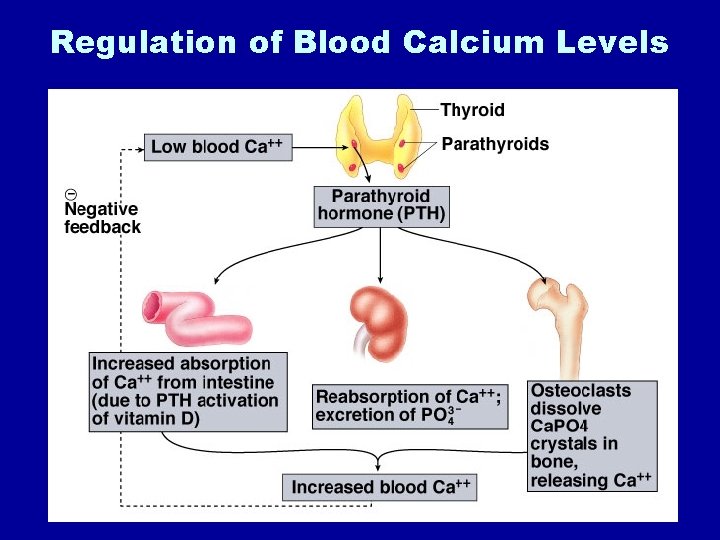 Regulation of Blood Calcium Levels 