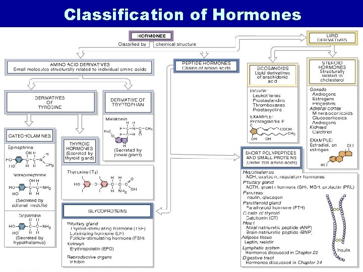 Classification of Hormones Figure 18. 2 