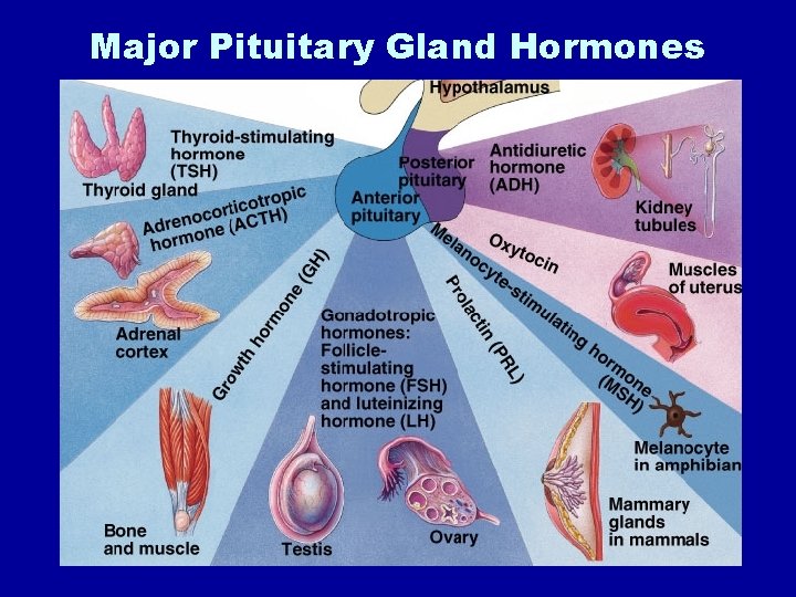Major Pituitary Gland Hormones 