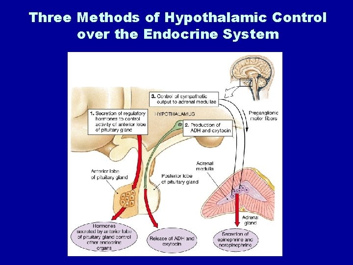 Three Methods of Hypothalamic Control over the Endocrine System 