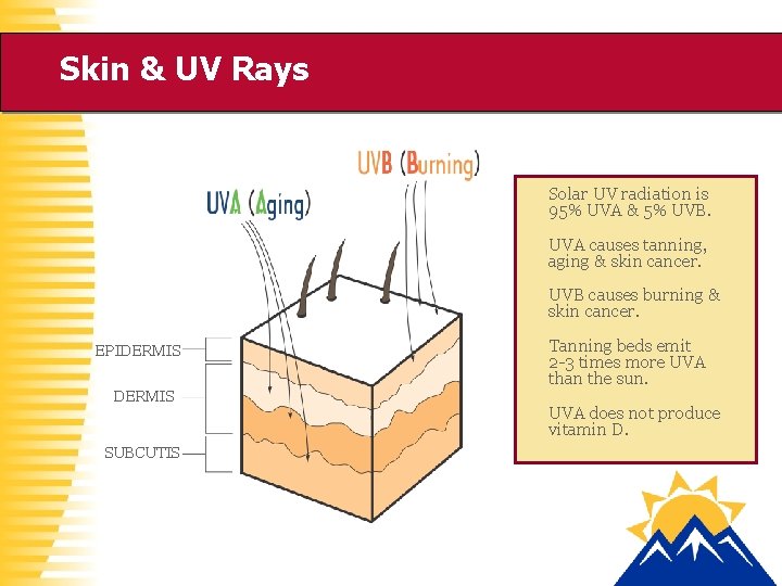 Skin & UV Rays Solar UV radiation is 95% UVA & 5% UVB. UVA