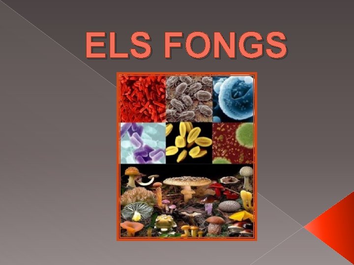 ELS FONGS ELS FONGS