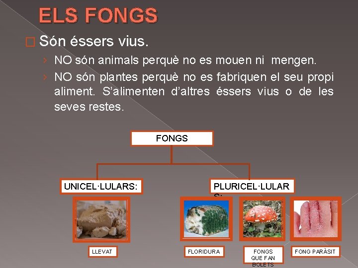 ELS FONGS � Són éssers vius. › NO són animals perquè no es mouen