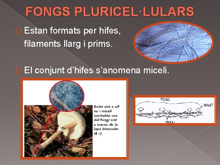 FONGS PLURICEL·LULARS � Estan formats per hifes, filaments llarg i prims. � El conjunt