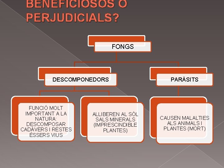 BENEFICIOSOS O PERJUDICIALS? FONGS DESCOMPONEDORS FUNCIÓ MOLT IMPORTANT A LA NATURA: DESCOMPOSAR CADÀVERS I