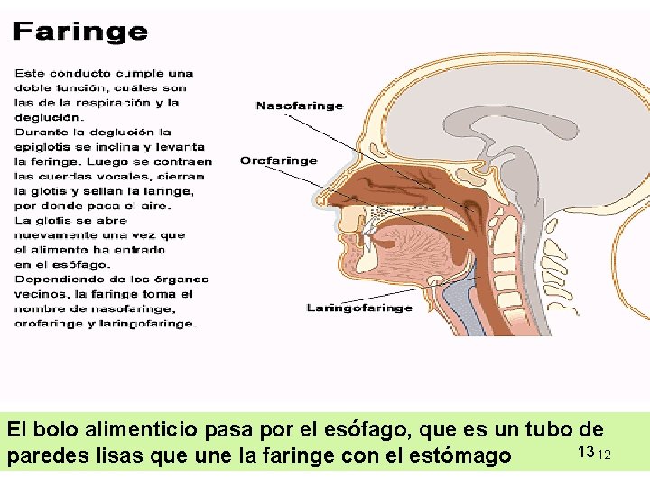 El bolo alimenticio pasa por el esófago, que es un tubo de 13 12 El bolo alimenticio pasa por el esófago, que es un tubo de 13 12