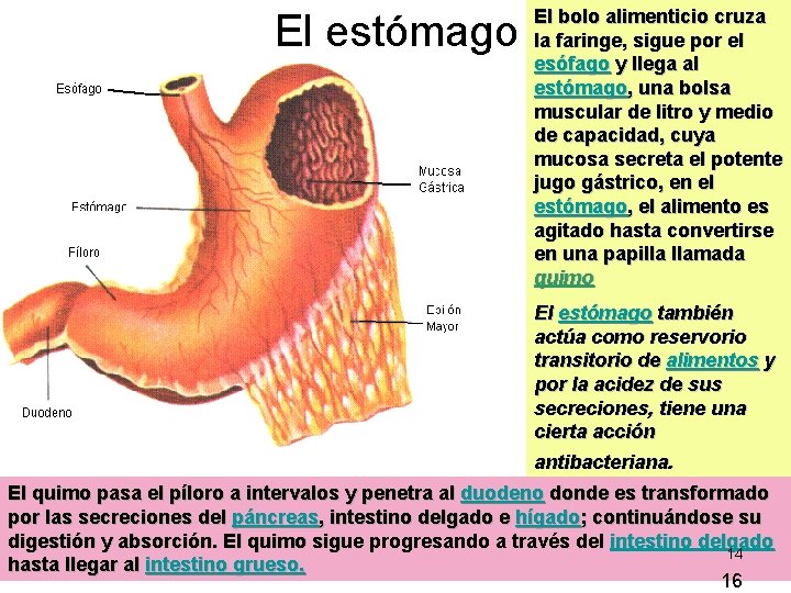 El estómago El bolo alimenticio cruza la faringe, sigue por el esófago y llega El estómago El bolo alimenticio cruza la faringe, sigue por el esófago y llega