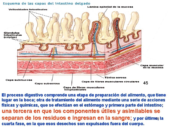 45 El proceso digestivo comprende una etapa de preparación del alimento, que tiene lugar 45 El proceso digestivo comprende una etapa de preparación del alimento, que tiene lugar