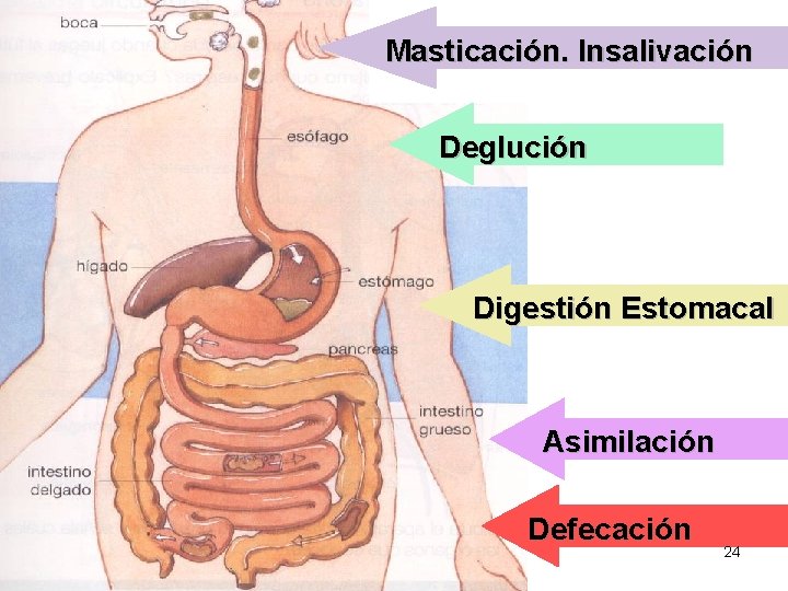 Masticación. Insalivación Deglución Digestión Estomacal Asimilación Defecación 24 Masticación. Insalivación Deglución Digestión Estomacal Asimilación Defecación 24