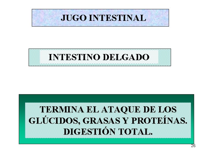 JUGO INTESTINAL INTESTINO DELGADO TERMINA EL ATAQUE DE LOS GLÚCIDOS, GRASAS Y PROTEÍNAS. DIGESTIÓN JUGO INTESTINAL INTESTINO DELGADO TERMINA EL ATAQUE DE LOS GLÚCIDOS, GRASAS Y PROTEÍNAS. DIGESTIÓN