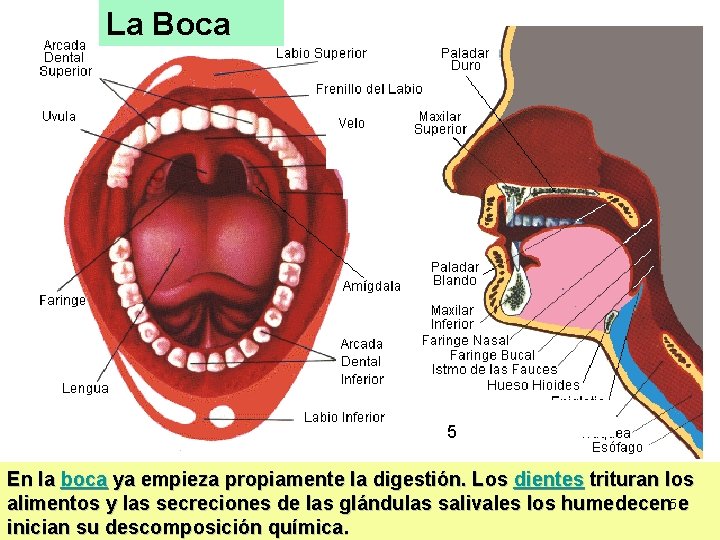 La Boca 5 En la boca ya empieza propiamente la digestión. Los dientes trituran La Boca 5 En la boca ya empieza propiamente la digestión. Los dientes trituran