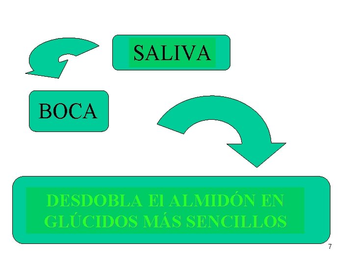 SALIVA BOCA DESDOBLA El ALMIDÓN EN GLÚCIDOS MÁS SENCILLOS 7 SALIVA BOCA DESDOBLA El ALMIDÓN EN GLÚCIDOS MÁS SENCILLOS 7