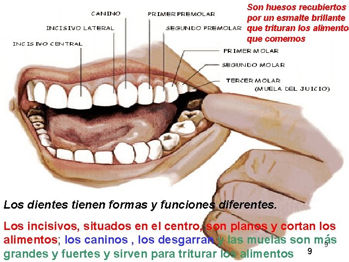 Son huesos recubiertos por un esmalte brillante que trituran los alimentos que comemos Los Son huesos recubiertos por un esmalte brillante que trituran los alimentos que comemos Los