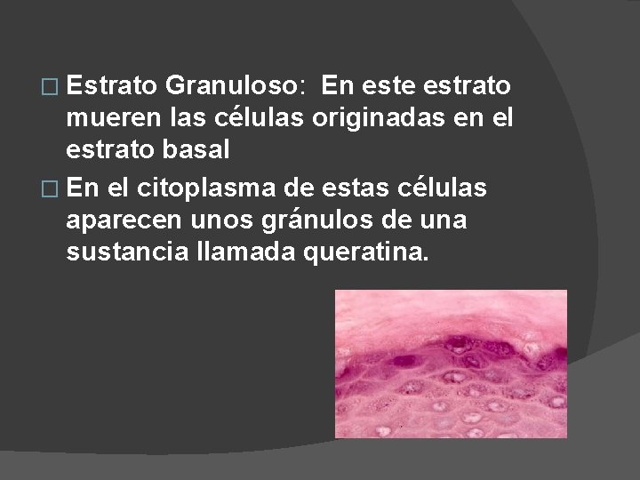 � Estrato Granuloso: En este estrato mueren las células originadas en el estrato basal � Estrato Granuloso: En este estrato mueren las células originadas en el estrato basal