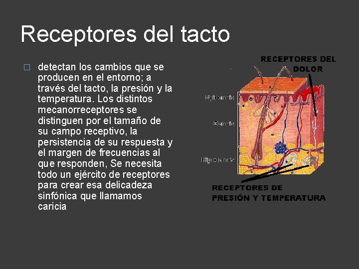 Receptores del tacto � detectan los cambios que se producen en el entorno; a Receptores del tacto � detectan los cambios que se producen en el entorno; a