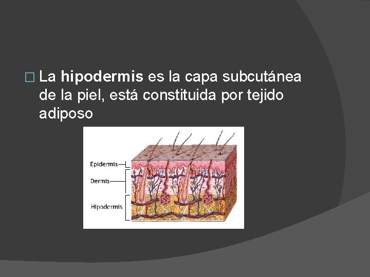 � La hipodermis es la capa subcutánea de la piel, está constituida por tejido