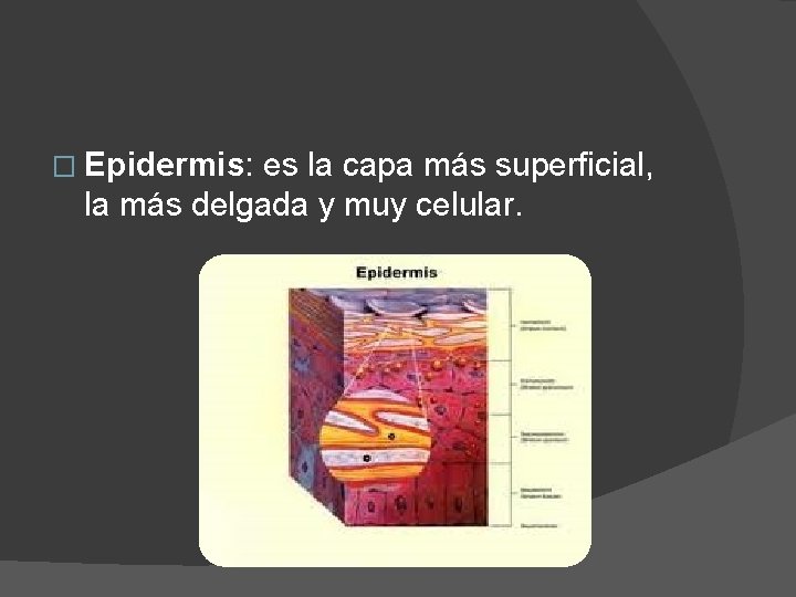 � Epidermis: es la capa más superficial, la más delgada y muy celular. 