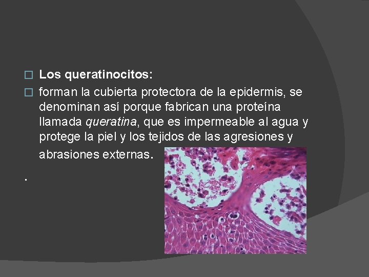 Los queratinocitos: � forman la cubierta protectora de la epidermis, se denominan así porque