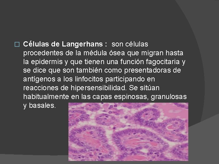 � Células de Langerhans : son células procedentes de la médula ósea que migran