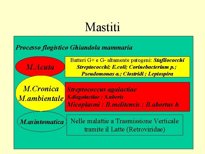 Mastiti Processo flogistico Ghiandola mammaria M. Acuta Batteri G+ e G- altamente patogeni: Stafilococchi