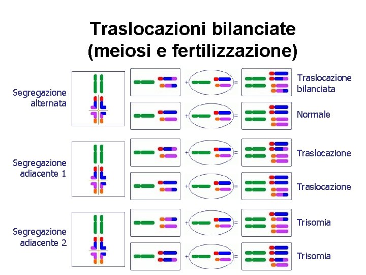 Traslocazioni bilanciate (meiosi e fertilizzazione) Segregazione alternata Traslocazione bilanciata Normale Segregazione adiacente 1 Traslocazione Traslocazioni bilanciate (meiosi e fertilizzazione) Segregazione alternata Traslocazione bilanciata Normale Segregazione adiacente 1 Traslocazione