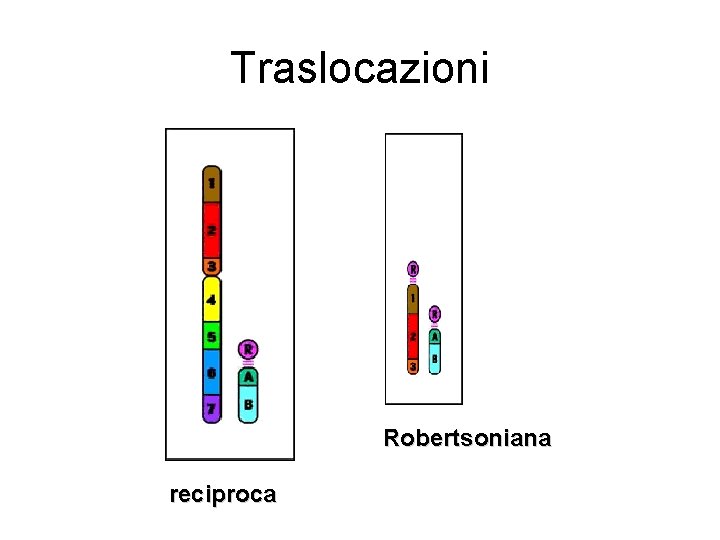 Traslocazioni Robertsoniana reciproca Traslocazioni Robertsoniana reciproca