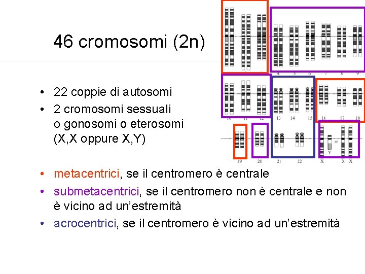 46 cromosomi (2 n) • 22 coppie di autosomi • 2 cromosomi sessuali o 46 cromosomi (2 n) • 22 coppie di autosomi • 2 cromosomi sessuali o