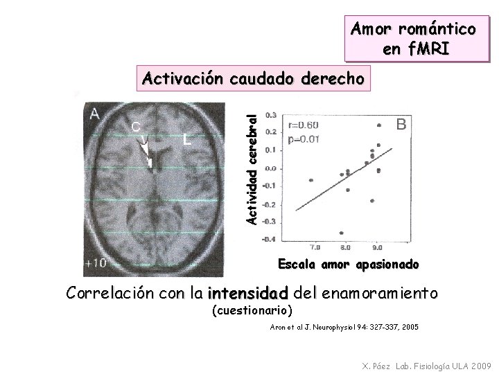 Amor romántico en f. MRI Actividad cerebral Activación caudado derecho Escala amor apasionado Correlación