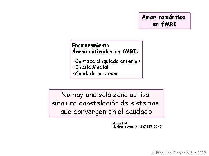 Amor romántico en f. MRI Enamoramiento Áreas activadas en f. MRI: • Corteza cingulada