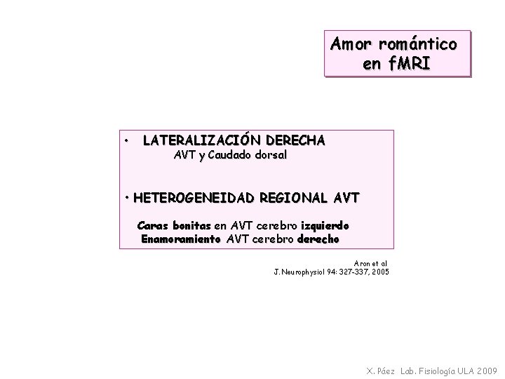 Amor romántico en f. MRI • LATERALIZACIÓN DERECHA AVT y Caudado dorsal • HETEROGENEIDAD