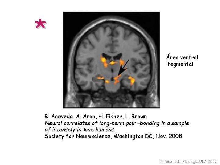 * Área ventral tegmental B. Acevedo. A. Aron, H. Fisher, L. Brown Neural correlates