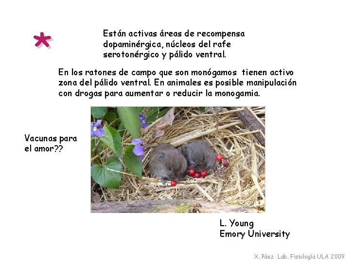 * Están activas áreas de recompensa dopaminérgica, núcleos del rafe serotonérgico y pálido ventral.