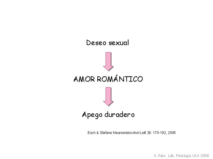 Deseo sexual AMOR ROMÁNTICO Apego duradero Esch & Stefano Neuroendocrinol Lett 26: 175 -192,