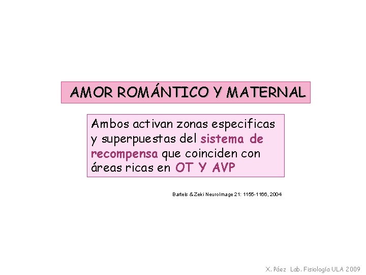 AMOR ROMÁNTICO Y MATERNAL Ambos activan zonas especificas y superpuestas del sistema de recompensa