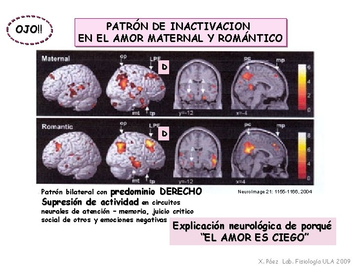 OJO!! PATRÓN DE INACTIVACION EN EL AMOR MATERNAL Y ROMÁNTICO D D predominio DERECHO