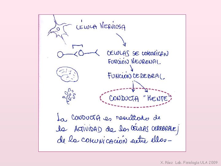 X. Páez Lab. Fisiología ULA 2009 