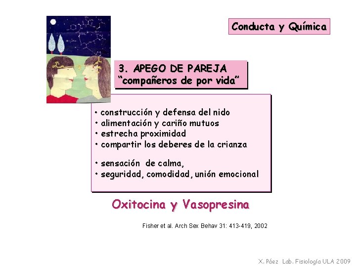 Conducta y Química 3. APEGO DE PAREJA “compañeros de por vida” • construcción y
